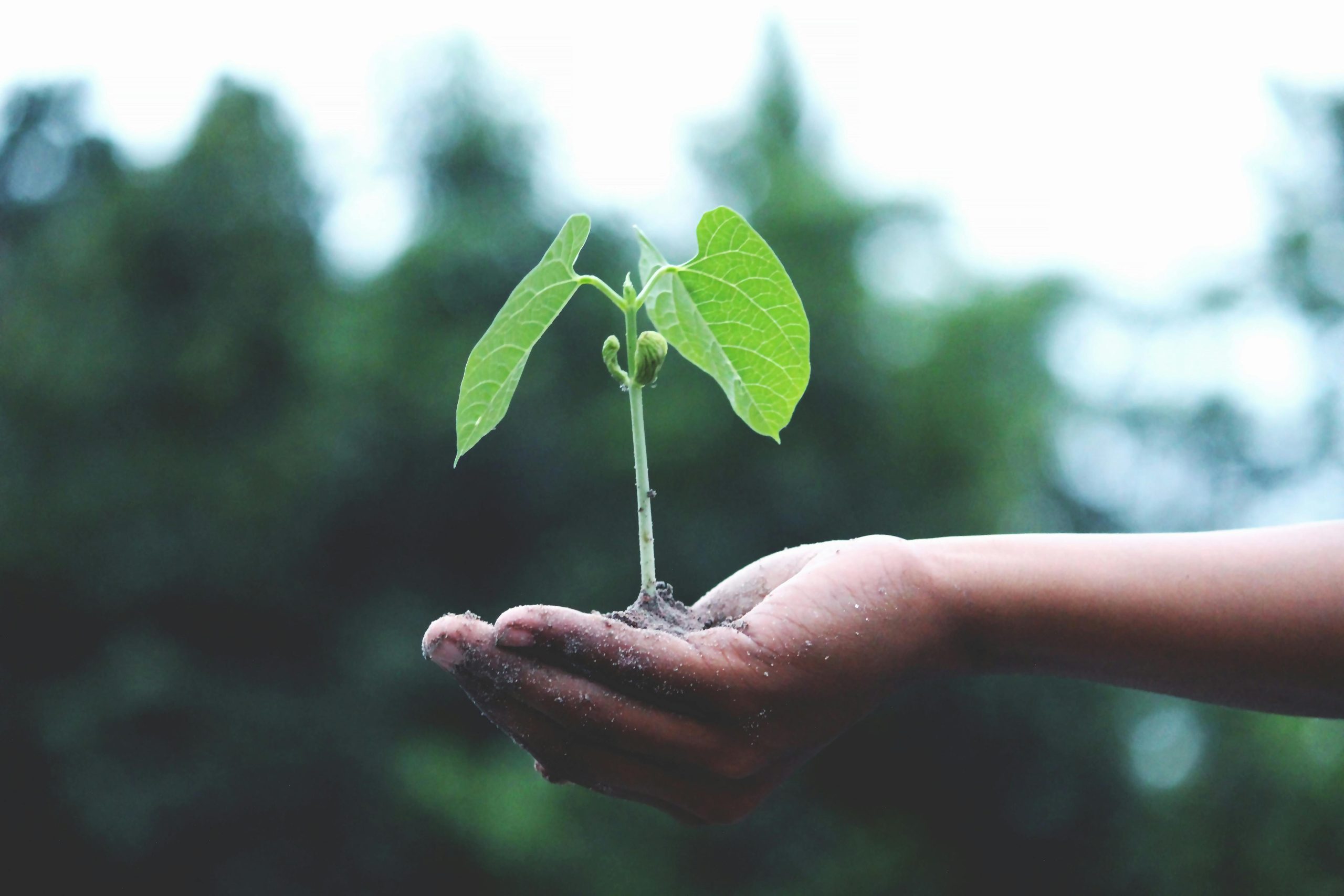 Marketing Sostenible: Estrategias Éticas y Ecológicas